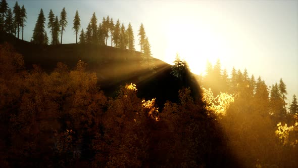 Bright Sunset in the Mountains with Forest