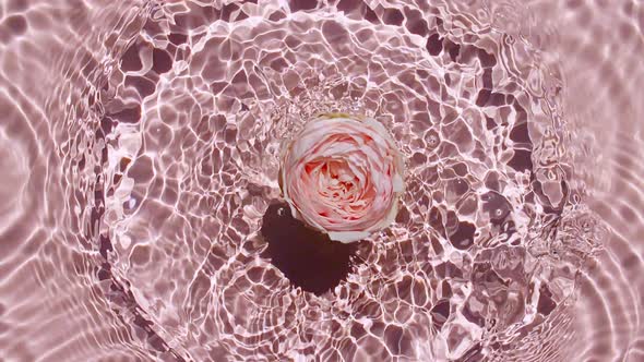 Slow Motion of Falling Rose on Water Surface and Diverging Circles of Water on Pink Background