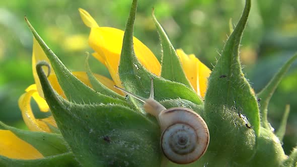 Snails in the grass.