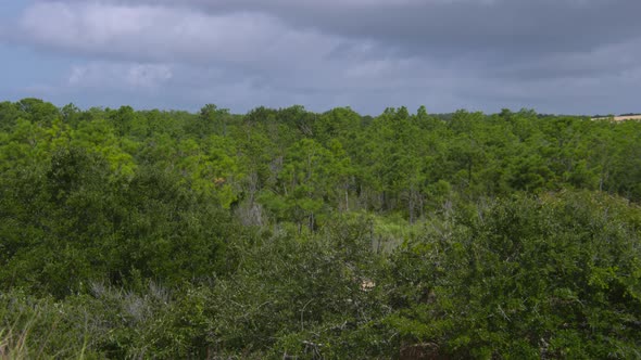 a maritime forest in eastern north carolina