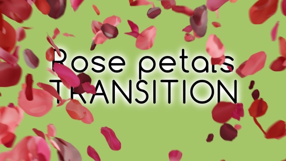 Rose petals transition | UHD | 60fps alt