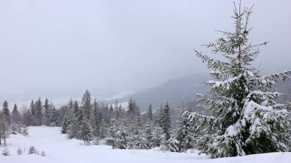 A Small Meadow Covered with Snow and Surrounded By Fir Trees in Foggy Weather in the Carpathian