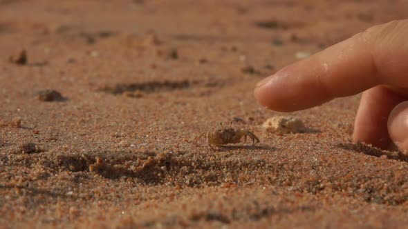 Finger Trying To Reach Crab Running Along the Sand