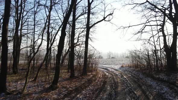 road through foggy forest in autumn