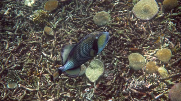 Underwater Video of Titan Triggerfish or Balistoides Viridescens in Gulf of Thailand