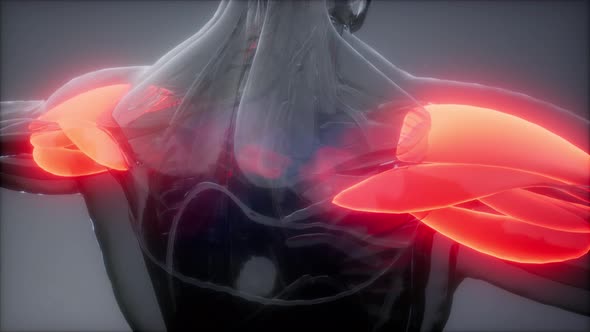 Deltoid - Visible Muscle Anatomy Map alt