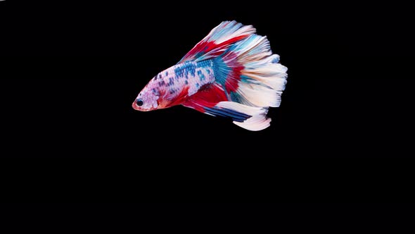 Slow motion of Siamese fighting fish (Betta splendens), well known name is Plakat Thai