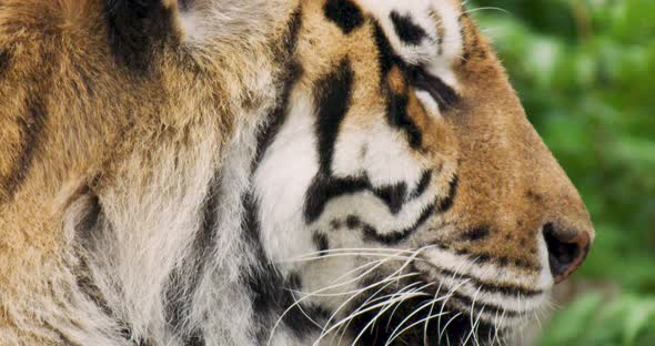 Tiger Sleeping in Forest During Rainy Season