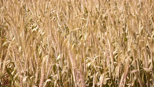 Grain Field