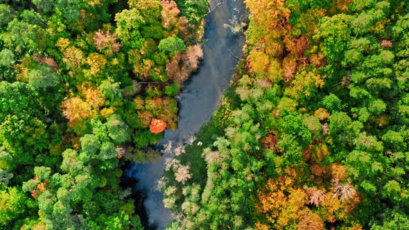 Aerial view of wildlife. River and autumn forest in Poland.