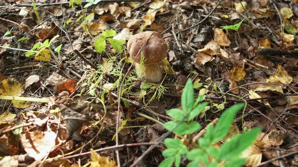 Porcini Mushrooms in the Forest