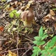Porcini Mushrooms in the Forest - VideoHive Item for Sale