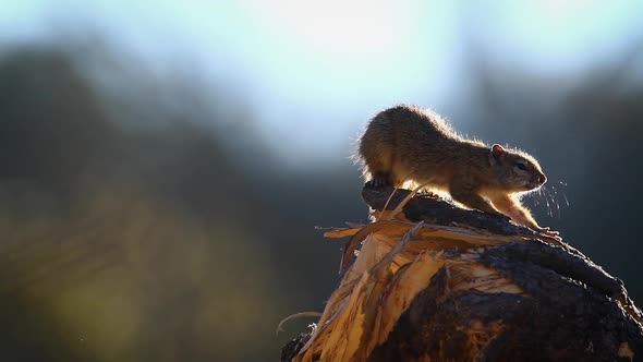 Smith bush squirrel in Kruger National park, South Africa