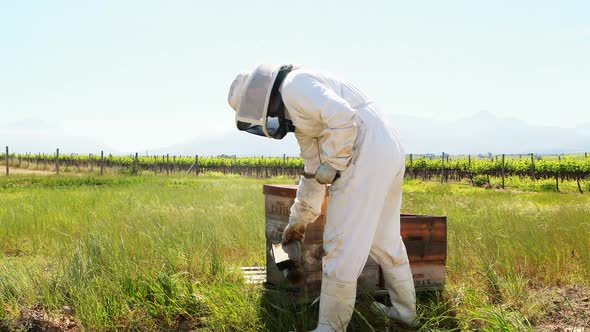Beekeepers smoking the bees away from hive