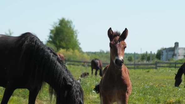 Chestnut Foal Looks at Camera While Black Horse Walks Behind