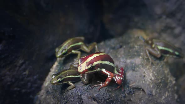 Family Of Little Tropical Frogs