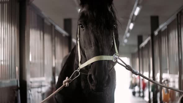 A Delightful Friesian Stallion in a Stall