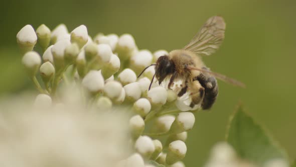 Africanized Bee Hovering Over Firethorn Buds In Shallow Depth Of Field. Selective Focus Shot