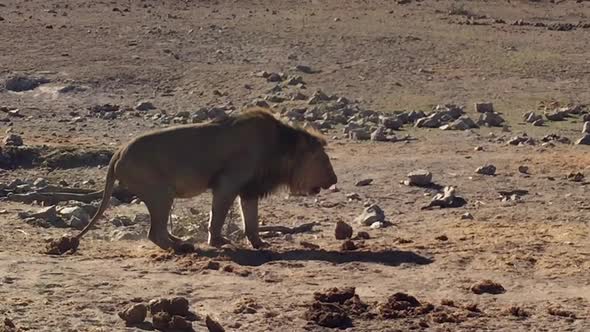 Large male African Lion vomits and then looks around, Madikwe desert