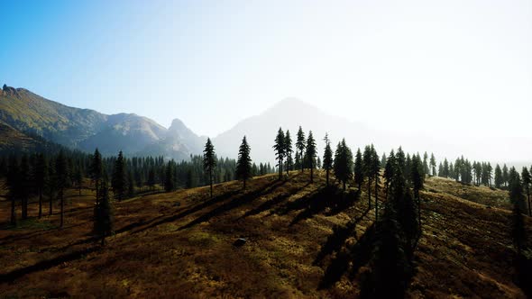 Aerial View Over Mountain Range with Pine Forest in Bavaria