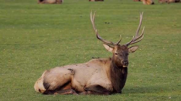 A herd of wild elks grazing on grass