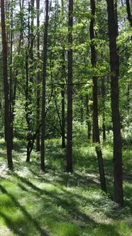 Vertical Video of a Forest with Trees