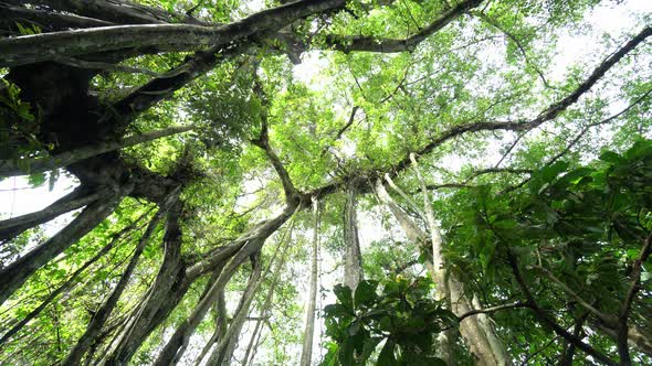 Banyan tree in forest