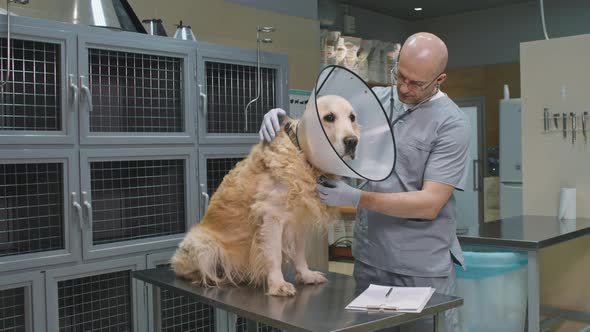 Vet Doctor Examining Dog In E-Collar With Stethoscope