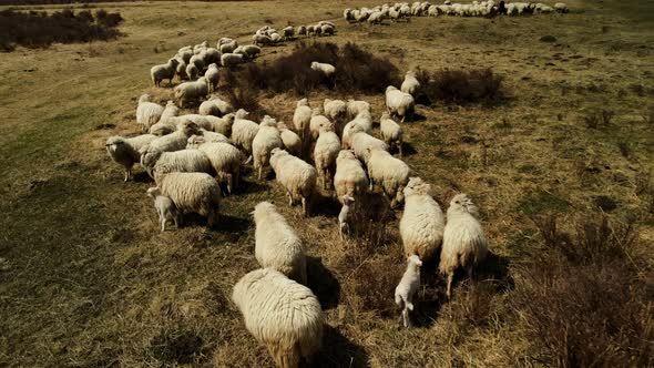 A Close Angle Near the Sheep