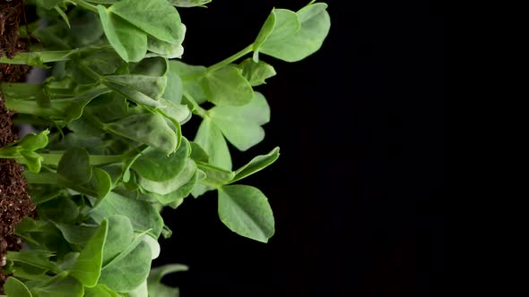 Growing Plants in Spring Time Lapse Sprouts Germination Newborn Pea Microgreen in Black Background