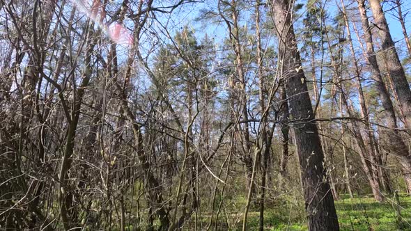 Forest with Pine Trees During the Day POV