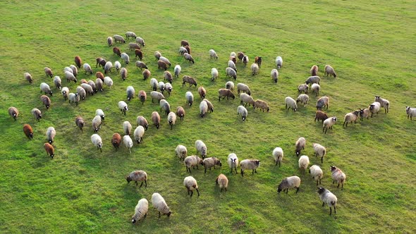 Sheep graze on a green meadow. Animals with wool eat grass on the slope. Lovely lambs.