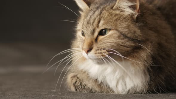 Cat on black dark studio background, sleepy fluffy Siberian cat, concept of pets,