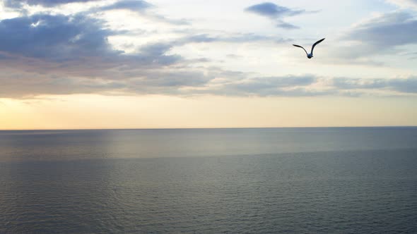 Aerial view seagull flying over the sea