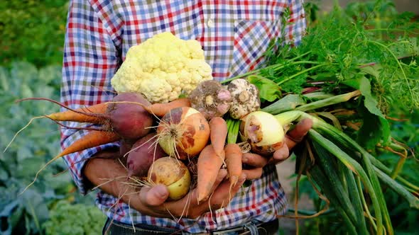 Harvest Vegetables in the Garden in the Hands of a Male Farmer