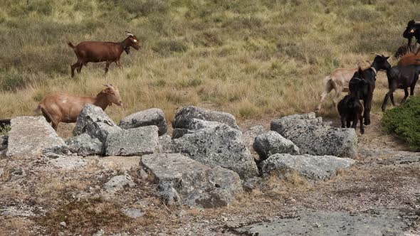 Herd of goats passing between rocks, Serra da Estrela in Portugal. Handheld