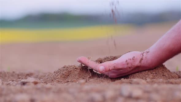 Farmer Examining Organic Soil in Hands, Farmer Touching Dirt in Agriculture Field