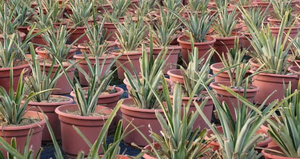 Potted Pineapple field