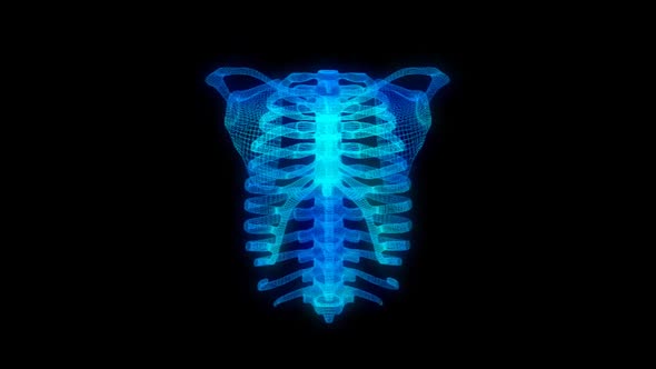 Rib Cage Skeleton