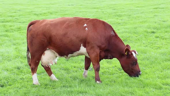 Milk cow grazes in the green meadow