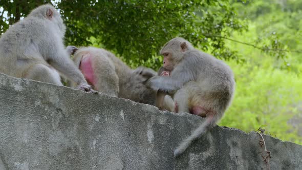 Meticulous grooming habits of monkeys.  Who gets to groom the rear?  A monkey baby firmly grasps its