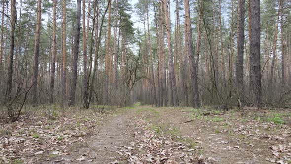 Road in the Forest During the Day Slow Motion