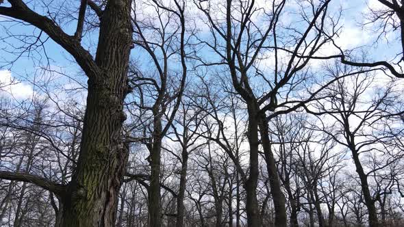 Forest with Trees Without Leaves During the Day