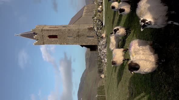Sheep at St