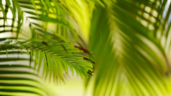 Jungle Rain On Leaves