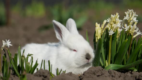 Little Rabbit Sits in White Flowers 4 in the Video