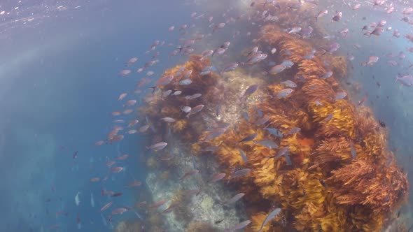 Underwater with many fish species at Poor Knights Islands