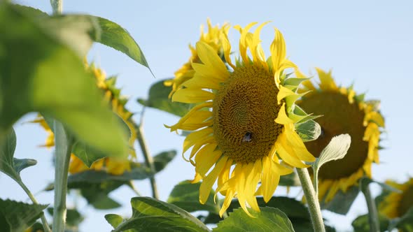 Yellow ray flowers of Helianthus annuus 4k footage