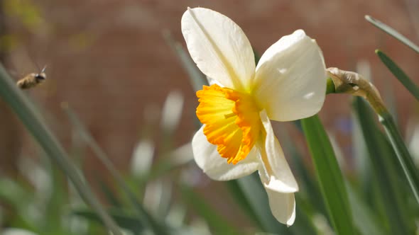 Shallow DOF Narcissus poeticus flower in the garden 4K 2160p 30fps UltraHD footage - Beautiful Narci