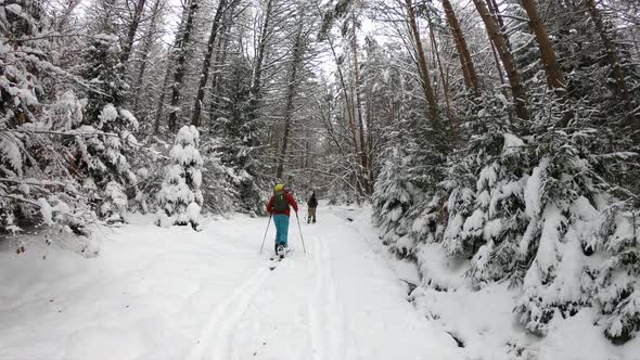 Splitboard and Ski touring Concept. Uphill in a line in the mountains forest woods